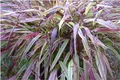 Stauden Gänge 1 x Hakonechloa macra 'Naomi' im 1 Liter Topf (Ziergras/Gräser/Staude/Winterhart/Bodendecker/Mehrjährig) Japanisches Berggras - Von sonnigem Gold zu leuchtendem Rot