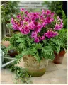 Stauden Gänge 5 x Incarvillea delavayi (Staude/Winterhart/Mehrjährig) Freilandgloxinie/Trompetenblume - Zarte Schönheit mit starker Seele - Maulwurfschreck