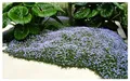 Stauden Gänge 10 x Isotoma fluviatilis (Winterhart/Staude/Bodendecker/Mehrjährig/Stauden) Blauer Bubikopf/Gaudich - Dauerblüher - Sanfte Teppiche aus lebendigem Blau - Rasenersatz