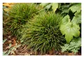 Stauden Gänge 10 x Luzula pilosa 'Igel' im 1 Liter Topf (Ziergras/Gräser/Winterhart/Mehrjährig/Stauden/Immergrün/Bodendecker) Behaarte Hainsimse - Kuscheliger Charme für schattige Ecken