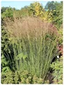 Stauden Gänge 5 x Molinia caerulea 'Heidebraut' im 1 Liter Topf (Ziergras/Gräser/Winterhart/Mehrjährig/Staude) Kleines Pfeifengras - Zarte Eleganz für romantische Gärten