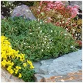 Stauden Gänge 5 x Potentilla tridentata 'Nuuk‘ (Winterhart/Staude/Bodendecker/Mehrjährig/Stauden/Immergrün) Teppich-Fingerkraut - Bodendecker mit nordischem Charme - sehr Bienenfreundlich