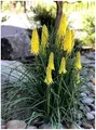 Stauden Gänge 10 x Kniphofia ‘Lemon Popsicle’ (Winterhart/Staude/Dauerblüher/Bienenfreundlich/Mehrjährig) Fackellilie Gelb - Zitronengelbe Blüten, die den Sommer erhellen