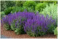 Stauden Gänge 10 x Salvia sylvestris 'Mainacht' im 1 Liter Topf (Staude/Stauden/Winterhart/Mehrjährig/) Blauer Pracht-Salbei - Tolle leuchtende Blüten - Dauerblüher - sehr Bienenfreundlich
