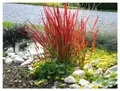Stauden Gänge 3 x Imperata cylindrica 'Red Baron' im 1 Liter Topf (Ziergras/Gräser/Winterhart/Mehrjährig) Japanisches Blutgras - tolle Rotfärbung bis zum ersten Frost - super für Balkon & Kübel
