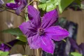 Clematis Hybride 'Honora', Waldrebe, violett, 40–60 cm
