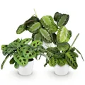 Green boutiQ - Zimmerpflanze - Marantha Silverband, Marantha Lemon Lime Marantha Kerchoveana - Gebetspflanze - Haustierfreundliche Pflanze - Grün - 3 Pflanzen - mit Potter Weiß - Topf 12cm - Höhe 25cm