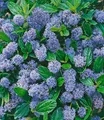 BALDUR Garten Blauer Ceanothus 'Blue Mound',6 Pflanzen