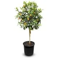 Sunny-Tree Kumquat Fortunella  8 Jahre Alter Zitrusbaum   Zitruspflanze mit Obst  160 Zentimeter  Ware