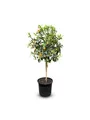 Sunny Tree - Kumquat - Fortunella - Zitrusbaum - Obstbaum - 8 jahre alt - 160 zentimeter