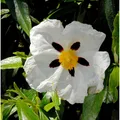 Zistrose Alan Fradd - Cistus purpurea