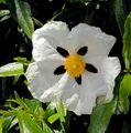 Zistrose Alan Fradd - Cistus purpurea