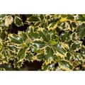 Ilex Aquifolium Rubricaulis Aurea Stechpalme Buntlaubig 30–40 cm