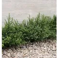 Japanische Zwerg Stechpalme Green Lustre 30-40cm - Ilex crenata