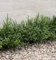 Japanische Zwerg Stechpalme Green Lustre 30-40cm - Ilex crenata - lebende Gartenpflanze aus den Baumschulen