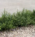 Japanische Zwerg Stechpalme Green Lustre 30-40cm - Ilex crenata