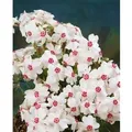 Phlox Subulata Amazing Grace Teppichphlox Weiß Ca. 9x9 cm Topf