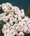 Pflanzen für Dich Bodendecker Phlox subulata Amazing Grace, 1 St., Polster-Phlox, Teppich-Phlox, Moos-Phlox, weißblühend, teppichbildend