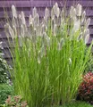 BALDUR Garten 3x Lampenputzergras Magic, Pflanzen im 9x9 cm-Topf, Pennisetum alopecuroides Magic, Ziergras, 3 Pflanzen pro Quadratmeter , winterharte Staude, trockenresistent & mehrjährig, blühend