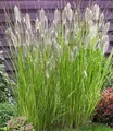 BALDUR Garten 3x Lampenputzergras Magic, Pflanzen im 9x9 cm-Topf, Pennisetum alopecuroides Magic, Ziergras, 3 Pflanzen pro Quadratmeter, winterharte Staude, trockenresistent & mehrjährig, blühend