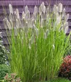 BALDUR Garten Lampenputzergras 'Magic',3 Pflanzen