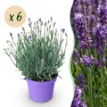 Green boutiQ - Gartenpflanze - Lavandula angustifolia Munstead - Lavendel - Winterhart - Lila - 6 Pflanzen - Topf 12cm - Höhe 15-25cm