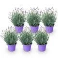 Green boutiQ - Gartenpflanze - Lavandula angustifolia Munstead - Lavendel - Winterhart - Lila - 6 Pflanzen - Topf 12cm - Höhe 15-25cm