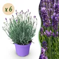 Lavandula angustifolia Munstead - Lavendel - Winterhart - Lila - 6 Pflanzen - T
