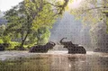 Luna Puzzle animal planet Tierpuzzle Elefanten im See 1000-tlg. Format 73 x 48 cm