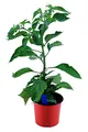 Indischer Chili, Dorset Naga, Cresto Sibirische Hauspaprika, Chili Pflanze aus Nachhaltigem Anbau!