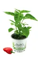 Indischer Chili, Dorset Naga, Cresto Sibirische Hauspaprika,  Chili Pflanze a...
