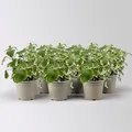 Plectranthus 'Variegata', grün-weiß, Topf -Ø 12 cm, 6 Pflanzen