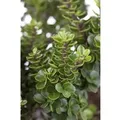 Ilex crenata 'Mariesii' 25-30 cm