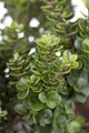 Ilex crenata 'Mariesii', Japanische Stechpalme, immergrün, 25–30 cm