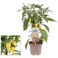 Exotenherz Chilipflanze Scharf Peperoni Pfefferstrauch für Balkon und Garten 14cm Topf Gemüsetogo