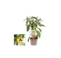 Exotenherz Gemüsepflanze Chili-Pflanze scharf Peperoni Pfefferstrauch für Balkon - Garten 14cm