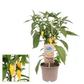 Chili-Pflanze scharf - Peperoni - Pfefferstrauch für Balkon und Garten 14cm Topf