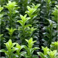 Kugelschnitt Japanspindel Green Wonder 25-30cm - Euonymus japonicus