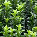 Kugelschnitt Japanspindel Green Wonder 25-30cm - Euonymus japonicus