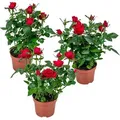 3er-Set - Topfrosen Rot - Für drinnen und draußen - Zimmerpflanzen - Gartenpflanzen - Terrassenpflanzen - Winterhart - 20-30 cm Hoch - Topf 12 cm - Rot