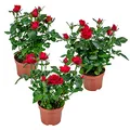 Bloomique - 3er-Set - Topfrosen Rot - Für drinnen und draußen geeignet - Zimmerpflanzen - Gartenpflanzen - Terrassenpflanzen - Winterhart - Höhe 20-30 cm - Topf 12 cm