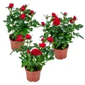 3er-Set - Topfrosen Rot - Für drinnen und draußen - Zimmerpflanzen - Gartenpflan