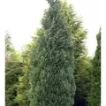 Blaue Säulenzypresse 30-40cm - Chamaecyparis,awsoniana