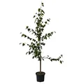 Hängebirke Sandbirke Betula pendula Pionierbaum Hausbaum Heister mit ca. 80-120 cm 5 Liter Topf