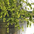 Hängebirke Sandbirke Betula pendula Birke Heister ca. 60-120cm 5 Liter Topf