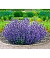 BALDUR Garten 2x Nepeta Cat's Pajamas, Pflanzen im 9x9 cm-Topf, Katzenminze, winterharte Staude, trockenresistent, mehrjährig, bienenfreundlich und schmetterlingsfreundlich, pflegeleicht, blühend