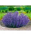 BALDUR Garten Staude Nepeta 'Cat's Pajamas', 2 St., Katzenminze, genügsam, winterhart, mehrjährig, pflegeleicht