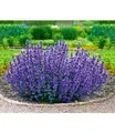 Nepeta "Cat's Pajamas", 2 Pflanzen Katzenminze winterhart