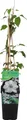 Bloomique - Clematis Miss Bateman - Waldrebe - Weiß - Kletterpflanzen - Gartenpflanzen - Winterhart - Topf 15 cm - 70-80 cm hoch
