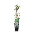 Bloomique - Clematis Miss Bateman - Waldrebe - Weiß - Kletterpflanzen - Gartenpflanzen - Winterhart - Topf 15 cm - 70-80 cm hoch